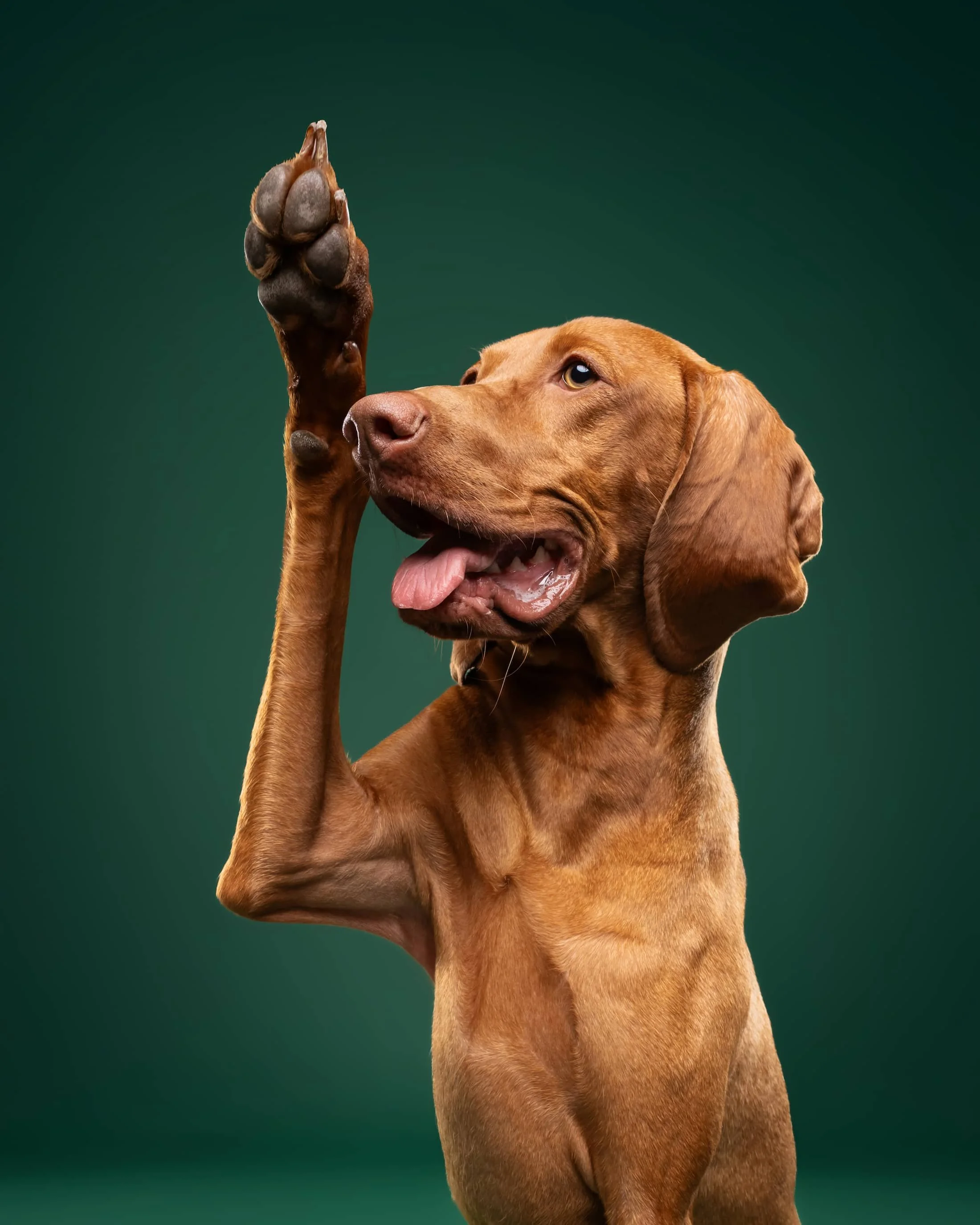 vizsla-hondenfotoshoot-dessel.jpg