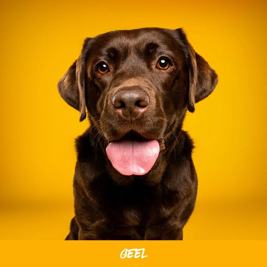 geel@studioohmydog.jpg