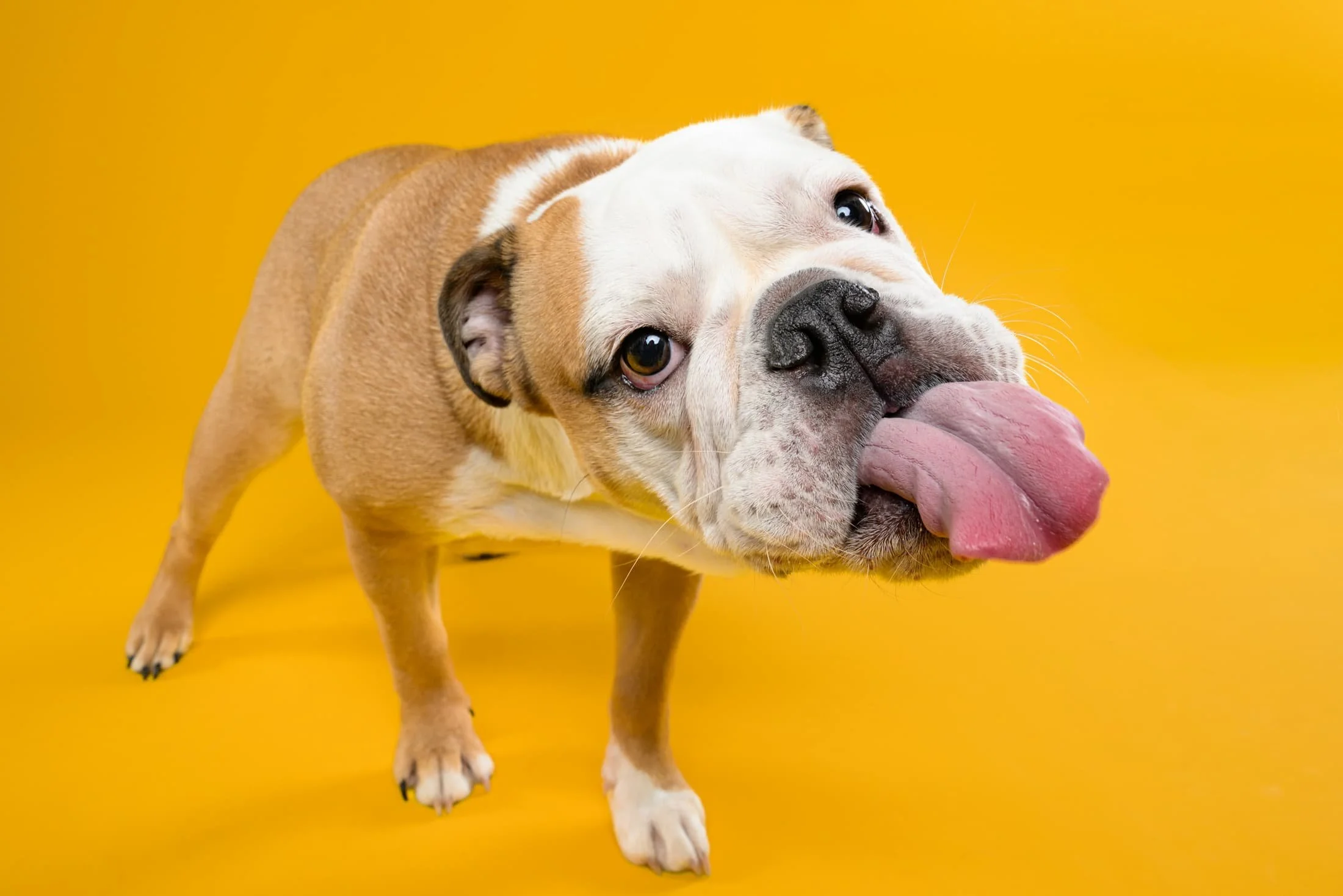 Bulldog grappige foto fotoshoot