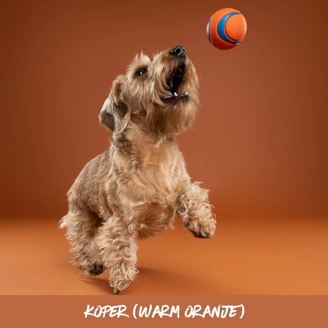 koper@studioohmydog.jpg