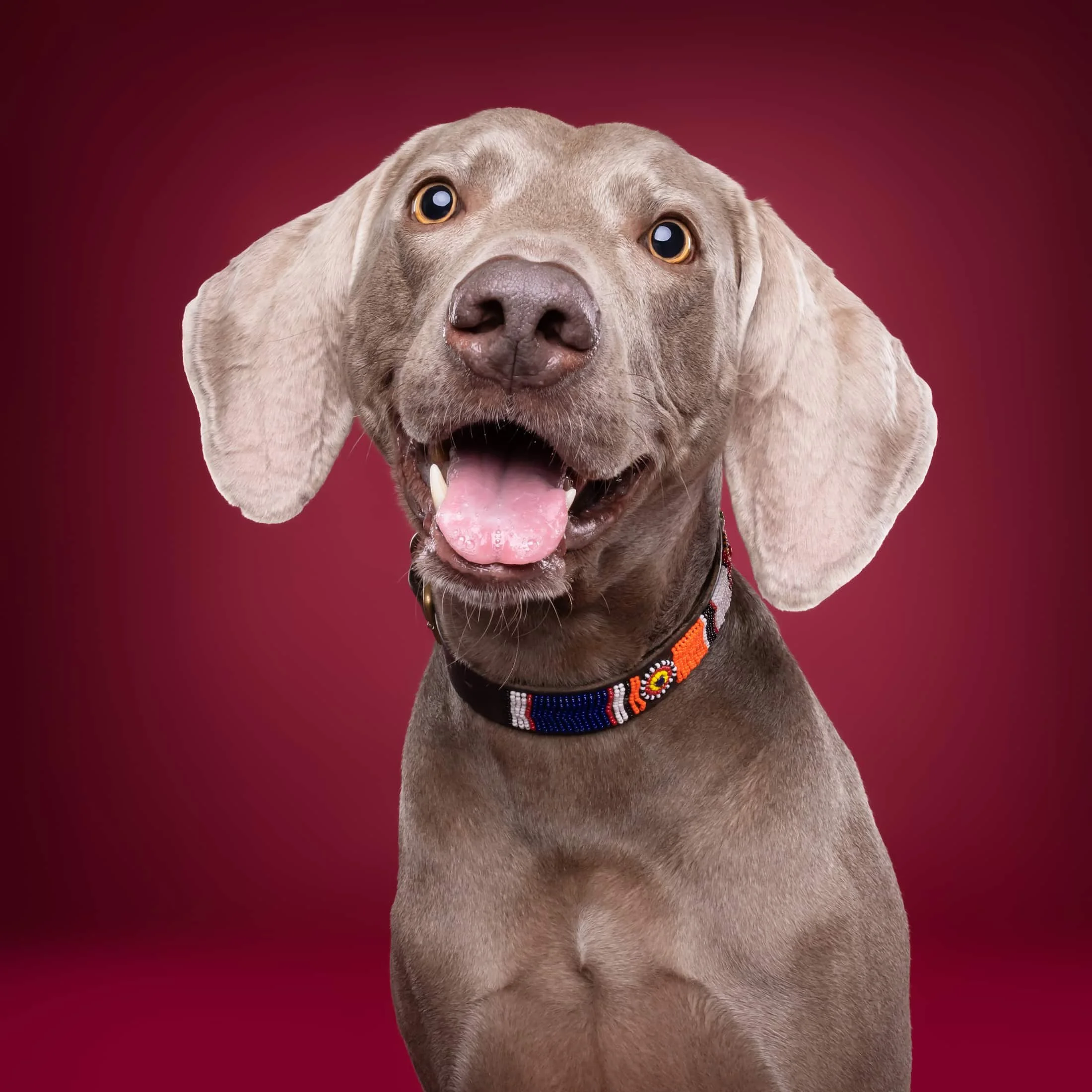 utan@studio.ohmydog-1.jpg