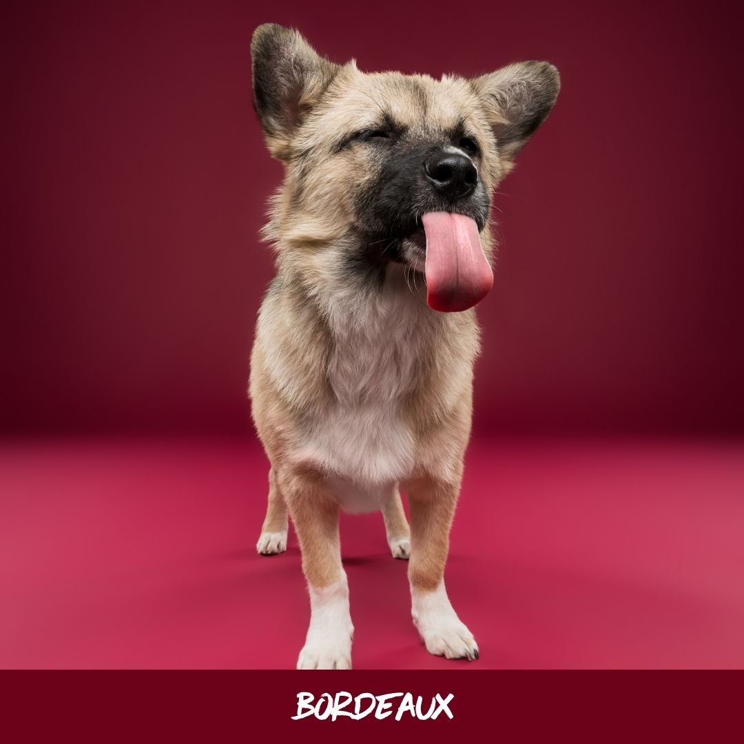 bordeaux@studioohmydog.jpg