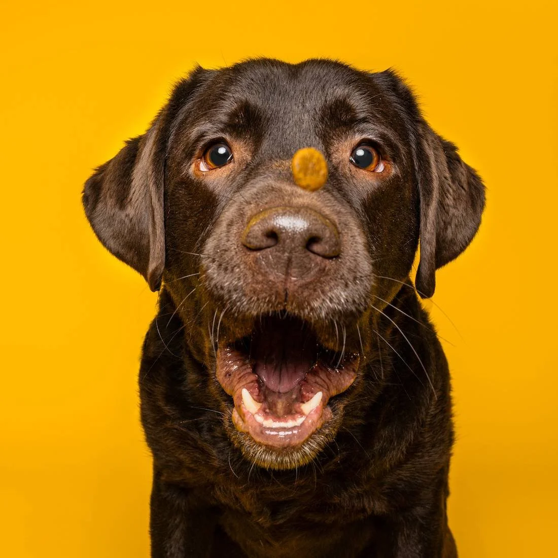 Labrador vrolijke fotoshoot hond