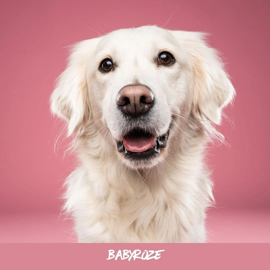 babyroze@studioohmydog.jpg