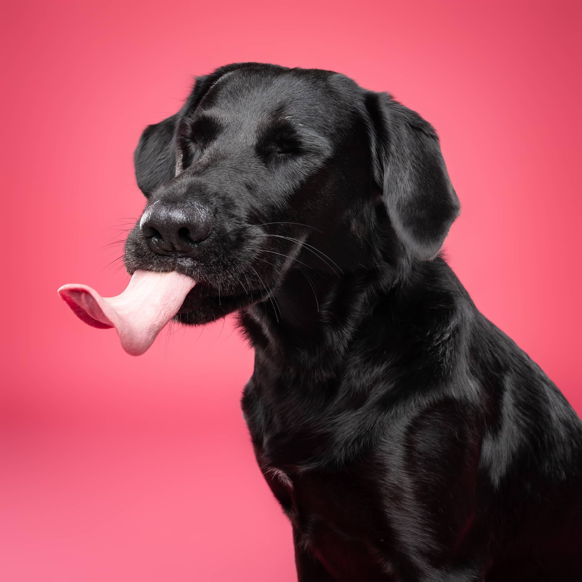 Sue@studioohmydog-12.jpg