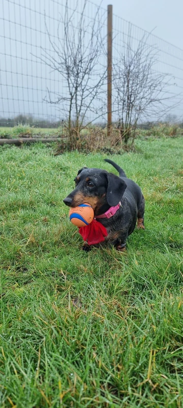 A black and brown Dachshund with a pink collar playing with an orange and blue ball outdoors on grass, with a fence and leafless trees in the background on a cloudy day.