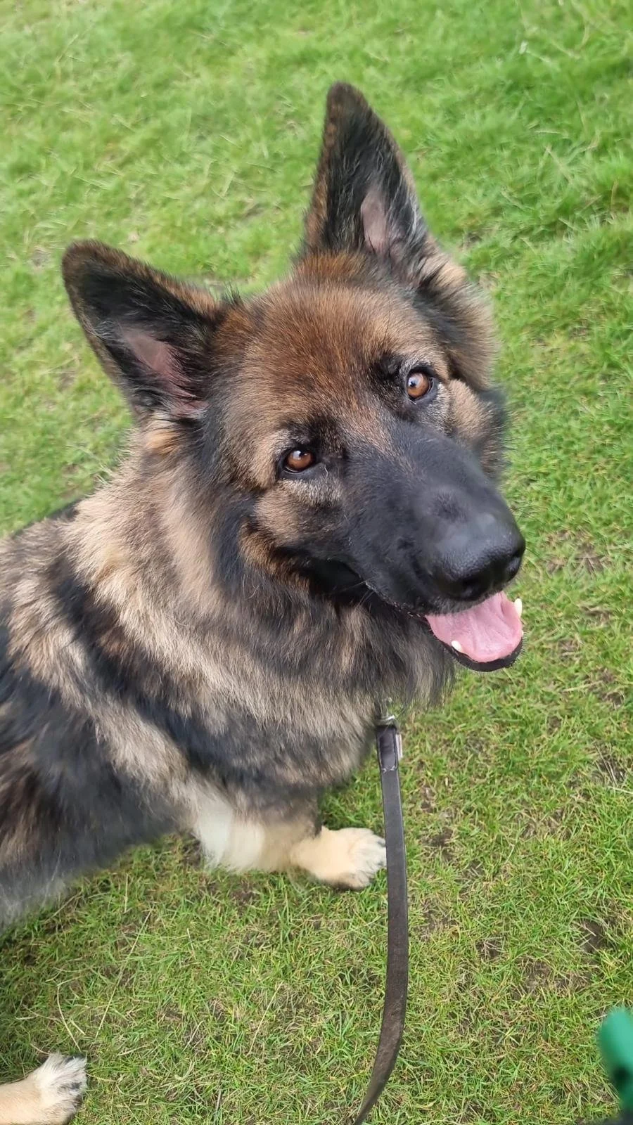 A smiling German Shepherd dog sitting on green grass, looking up at the camera with a leash attached.
