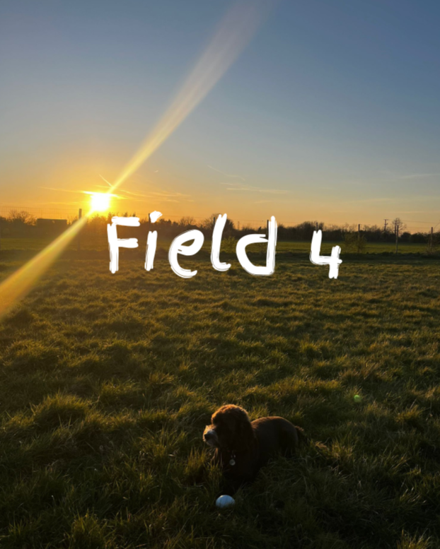 Field 4