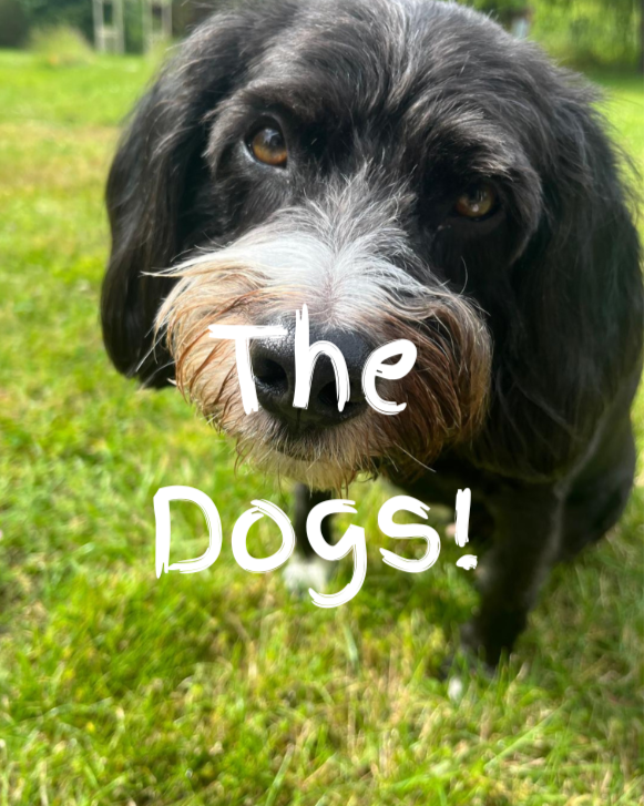 The dogs!
