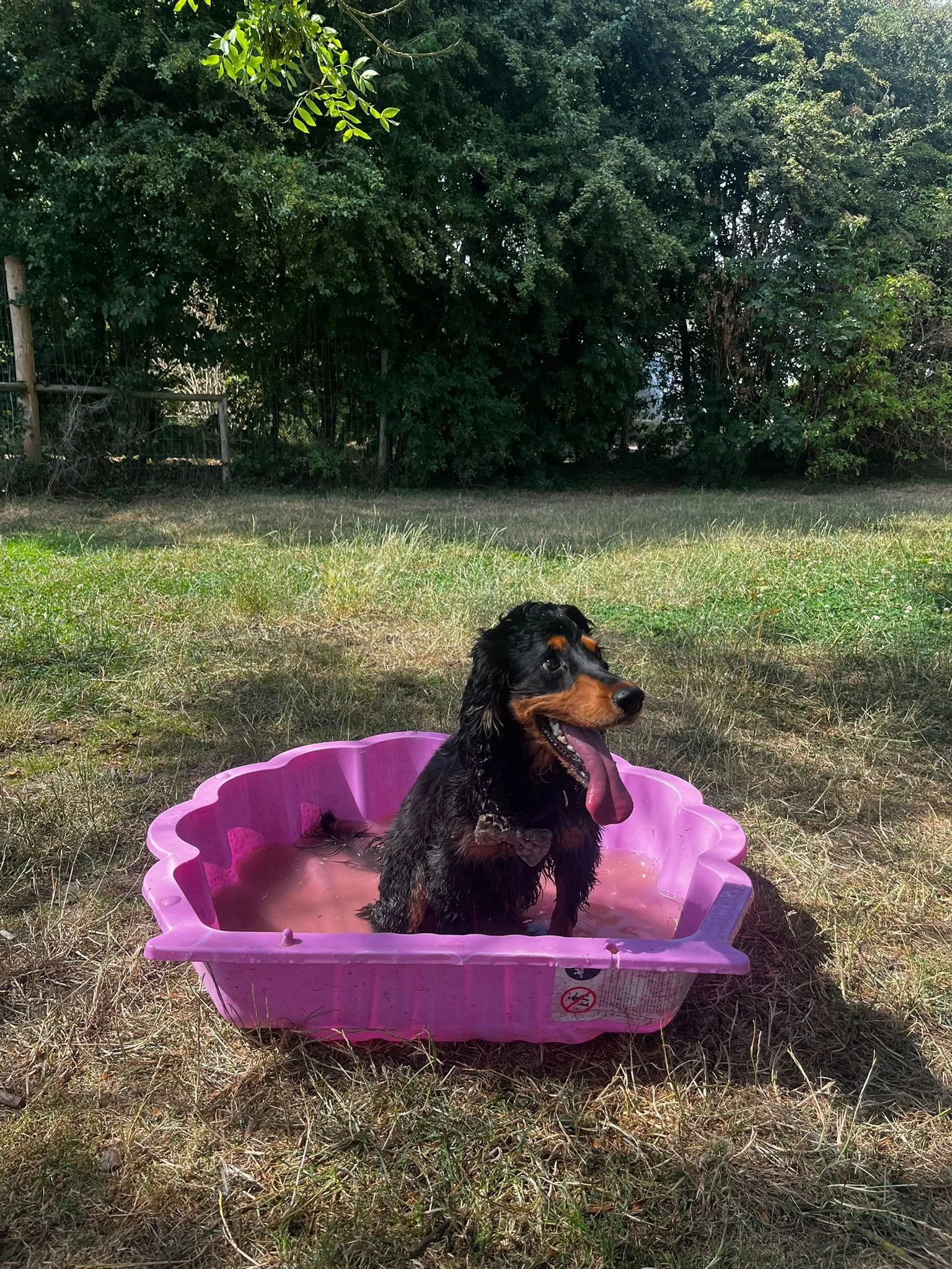 A wet black and tan dog sitting in a pink plastic kiddie pool filled with water on a grassy lawn, with trees and a wooden fence in the background.