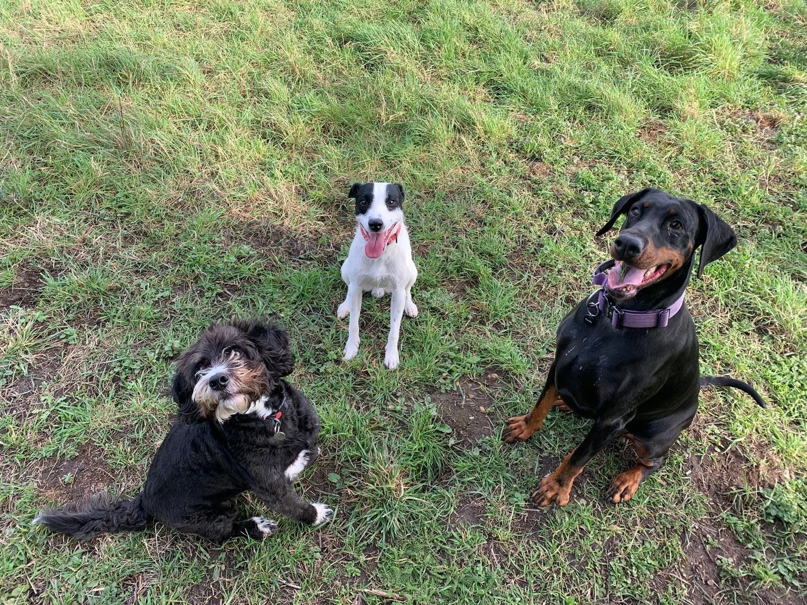 Three dogs sitting on grass in a park. One black and white dog in the center, a black and tan dog on the right, and a black dog with brown markings on the left.