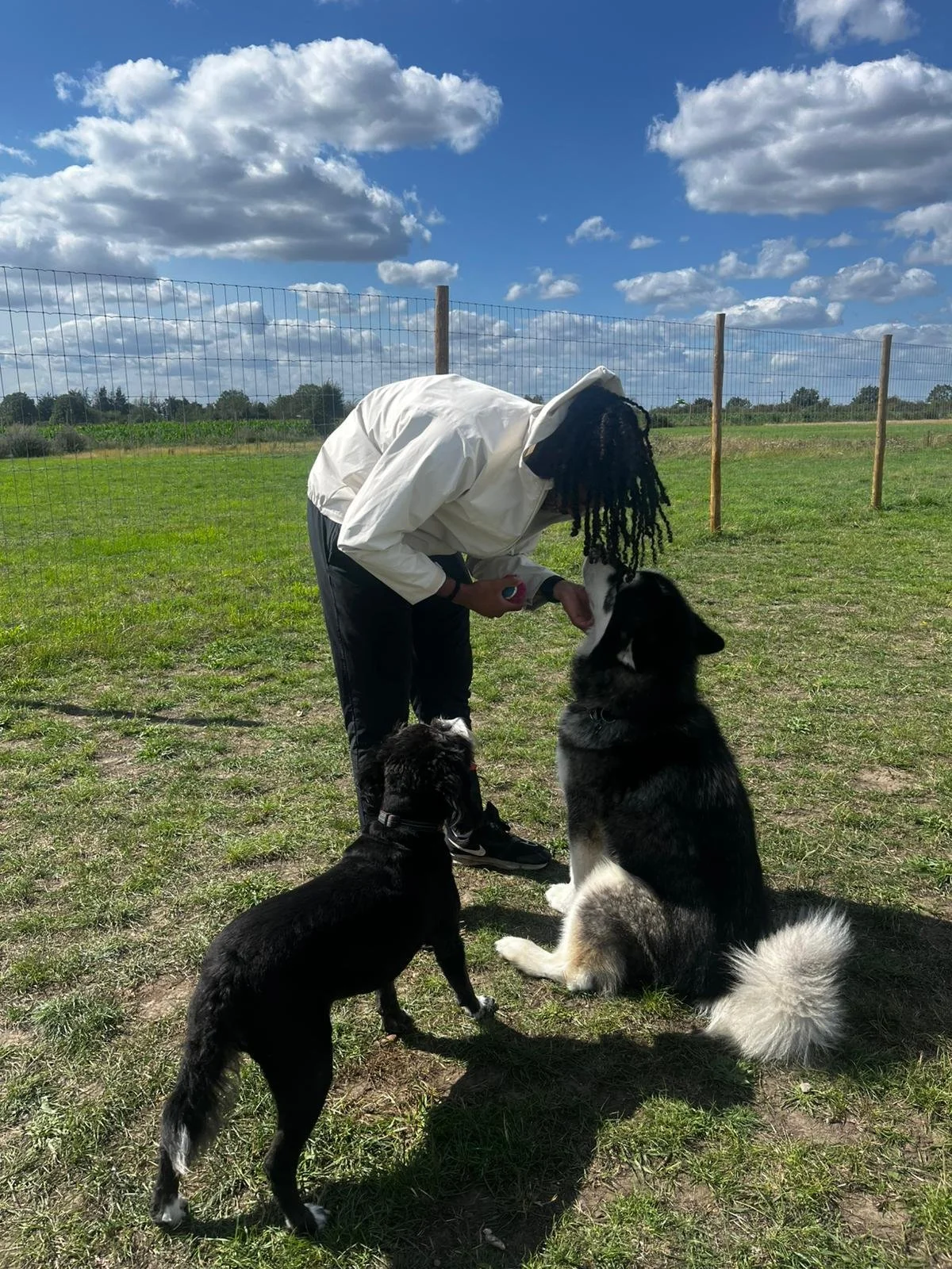 Person with dreadlocks and white jacket feeding two dogs, one sitting and one standing, in a grassy field with a wire fence and a partly cloudy sky.