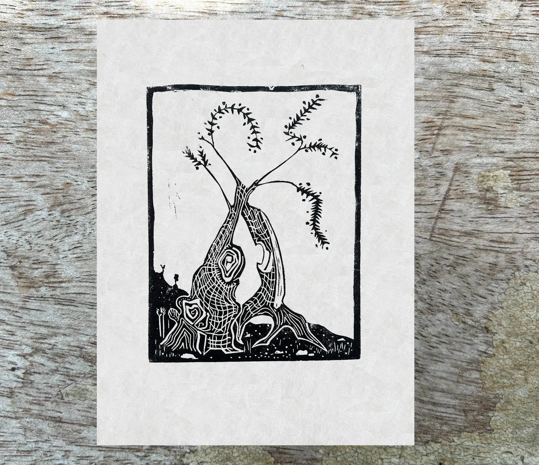 Olivo 4