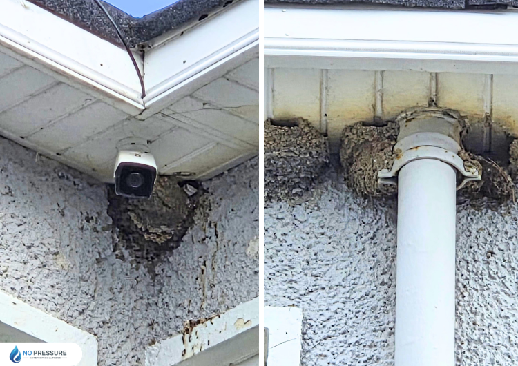 How to safeguard a sparrow nest during power washing?