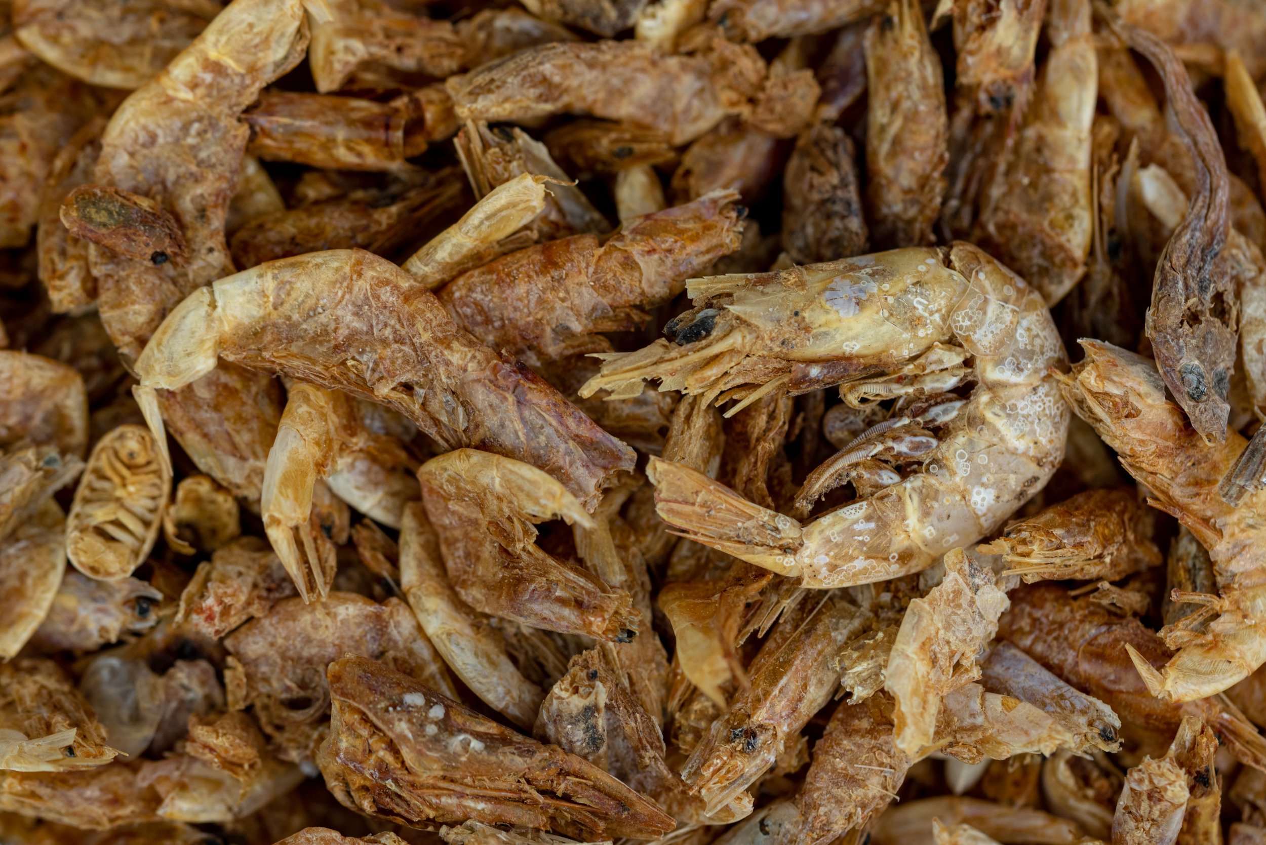 Prawns