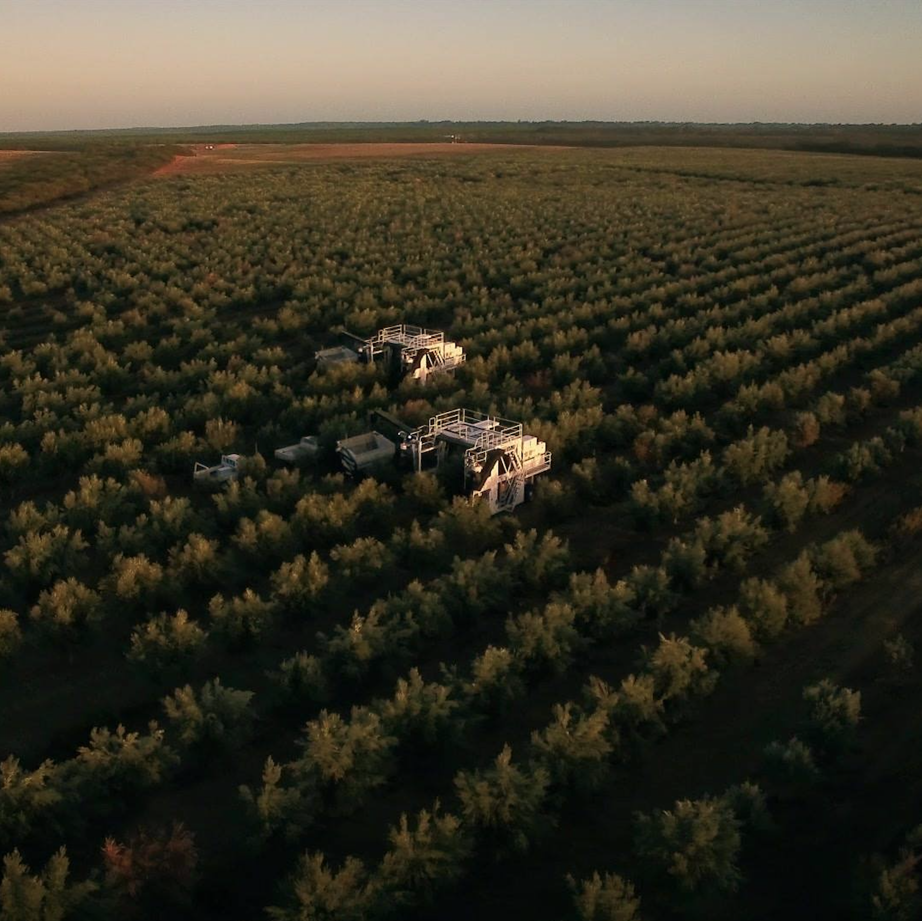 Aerial view of a large agricultural field with rows of trees, possibly a farm or orchard, under a clear sky at sunset, with industrial machinery in the foreground.