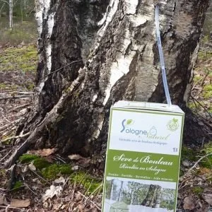 Sève de bouleau bio stabilisée