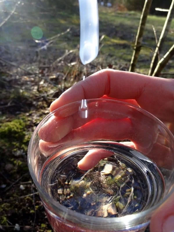 Une main tenant un verre rempli de sève de bouleau en extérieur
