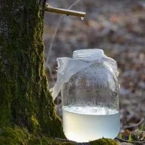 Sève de bouleau bio fraîche