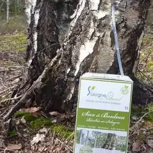 Sève de bouleau bio stabilisée