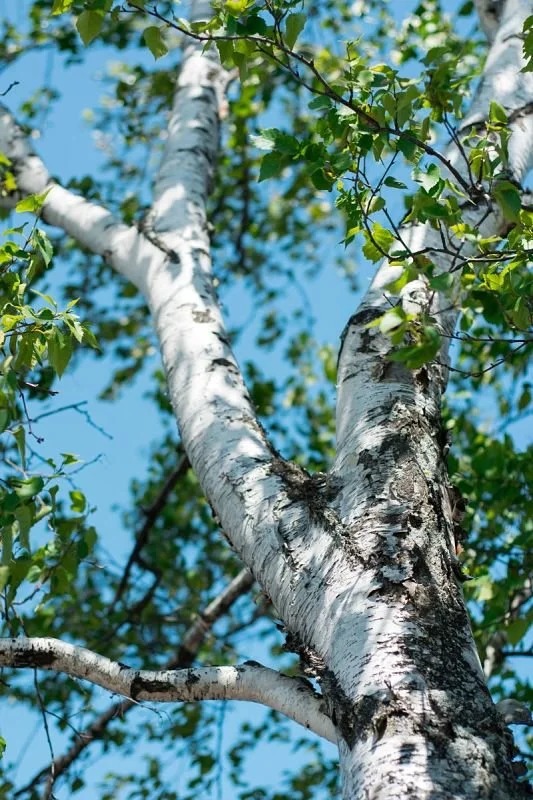 Vue de bas d'un arbre à tronc blanc avec écorce noire, entouré de feuilles vertes, contre un ciel bleu.