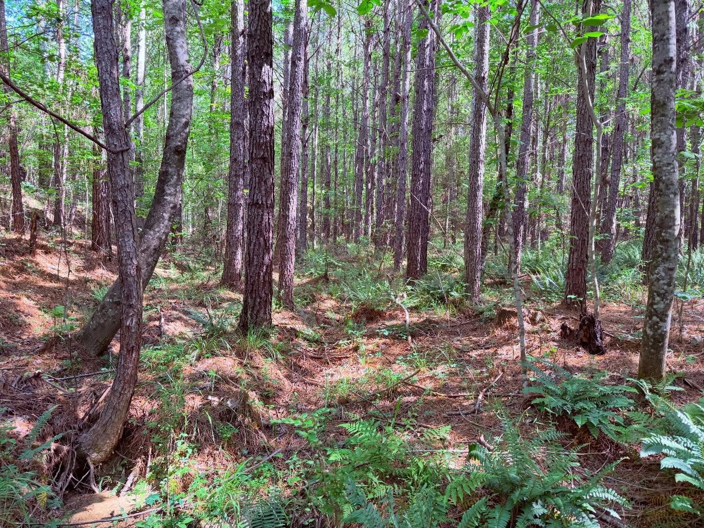 There&rsquo;s a spring that starts somewhere in here&hellip;