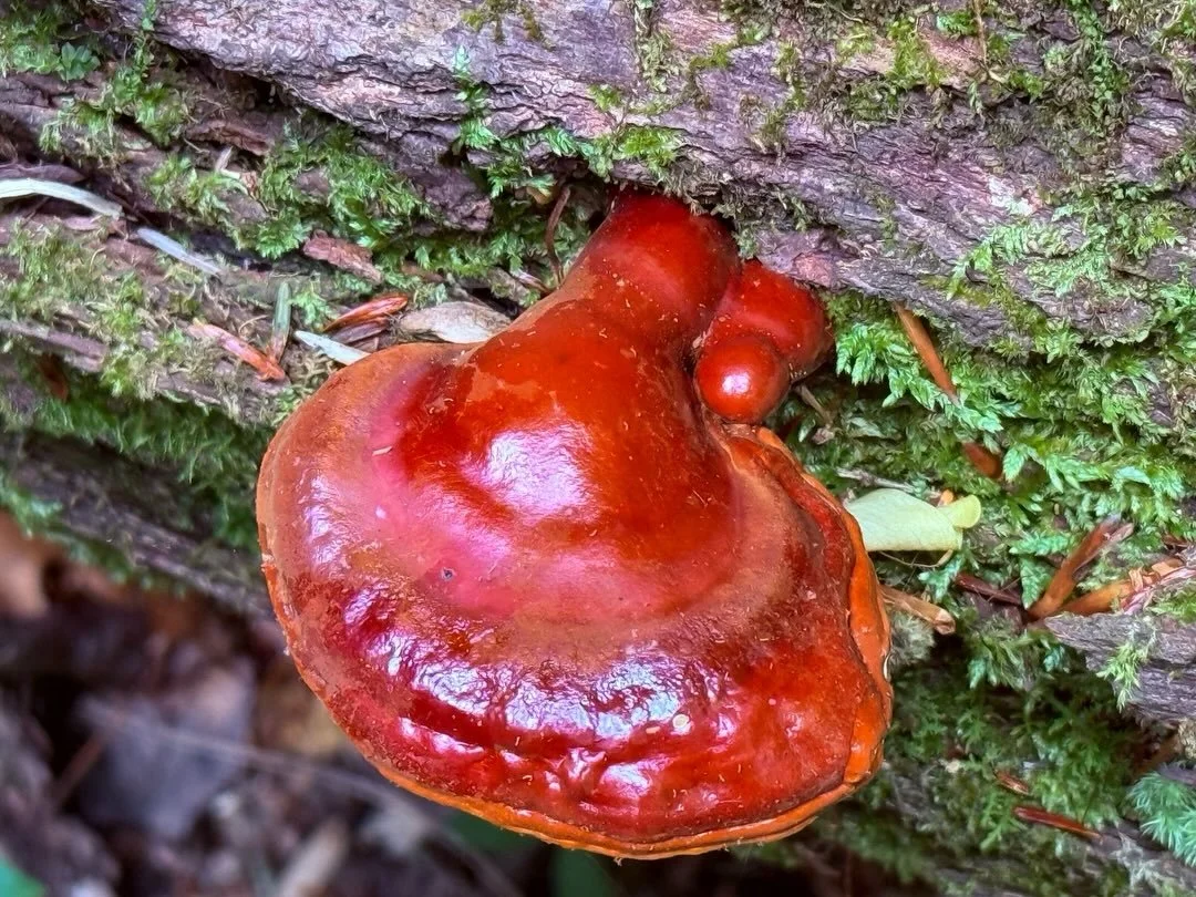 Ganoderma tsugae growing on ancient Canadian Hemlock from the last Ice Age. A little Driftless in Alabama