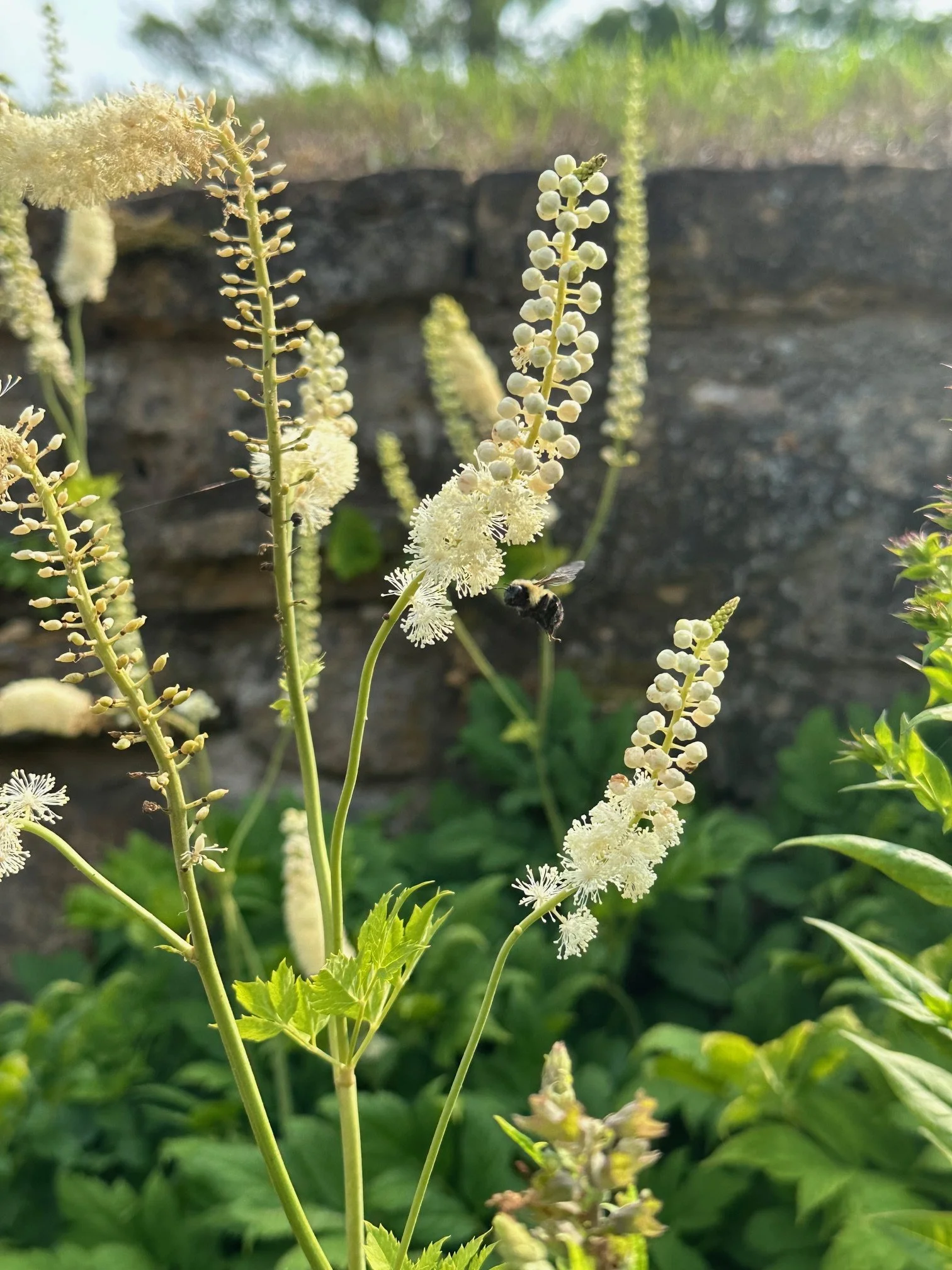 Herbalism Consult