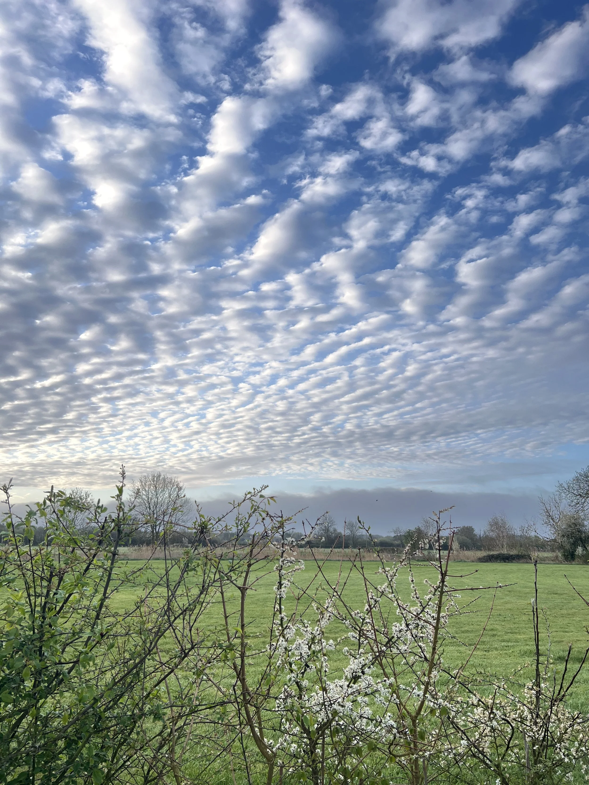 A wide view of a grassy field with trees and bushes in the background under a sky filled with scattered clouds.