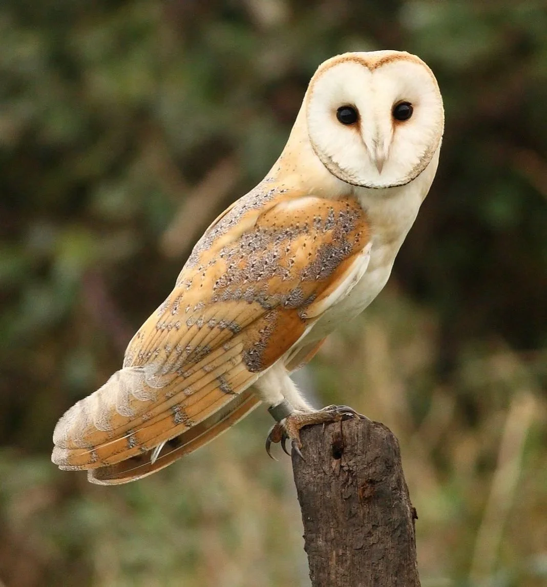 Seven: The Barn Owl at Dusk
