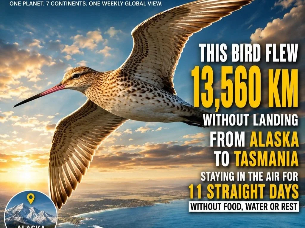 THIS BIRD FLEW 13,560 KM WITHOUT LANDING FROM ALASKA TO TASMANIA