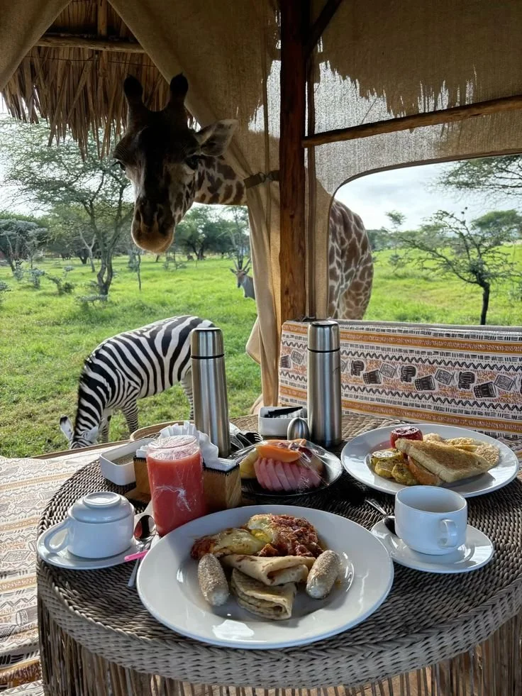 Breakfast with the animals 🦒🦓.jpeg