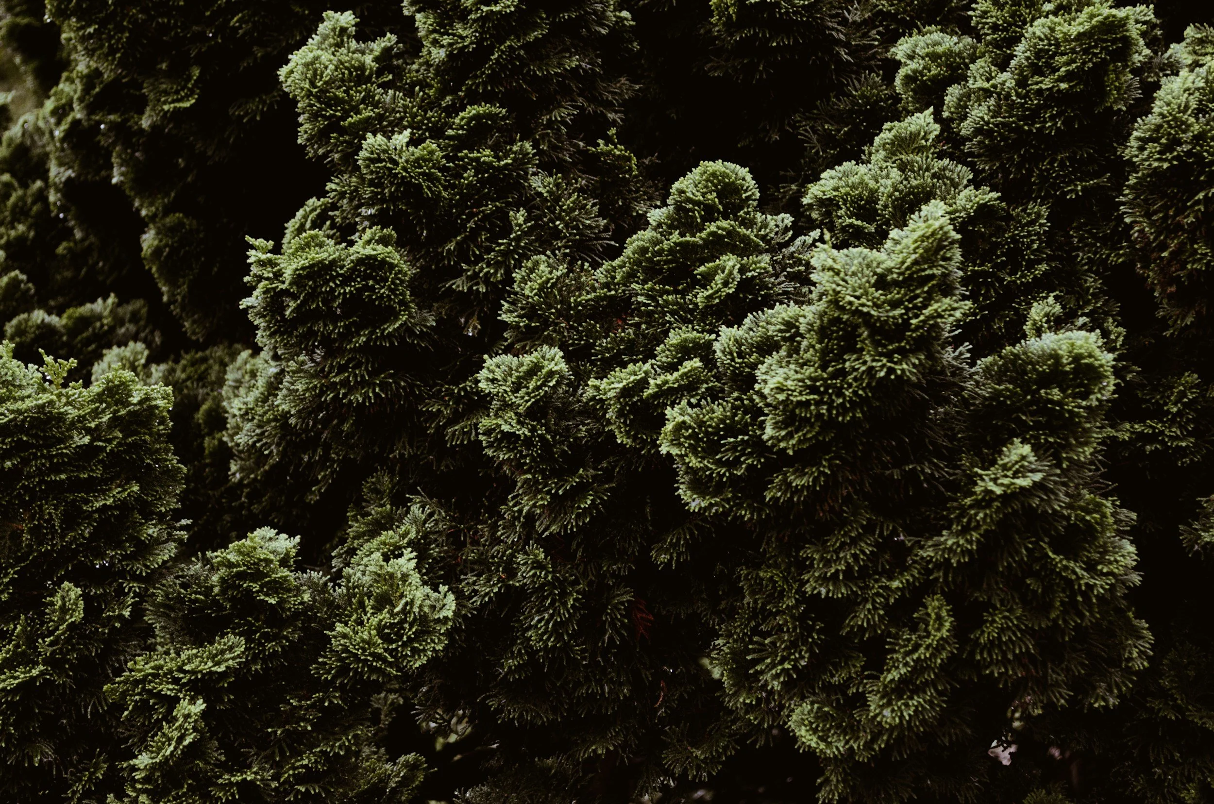 Close-up of dense green pine branches with pine needles.