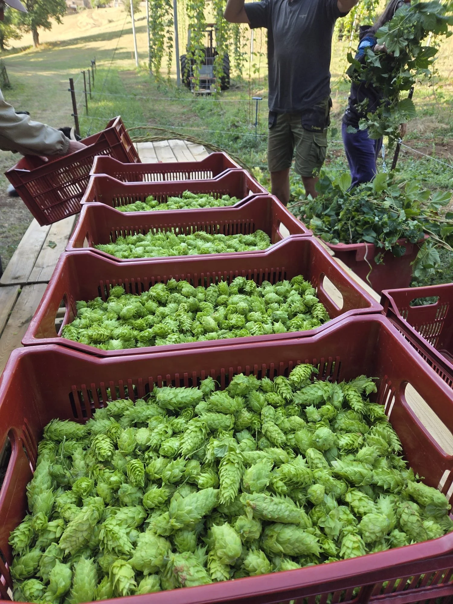 WhatsApp Image 2026-04-04 at 12.11.03.jpeg