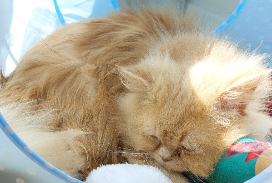 An orange and white long-haired cat sleeping curled up inside a blue patterned pet bed.