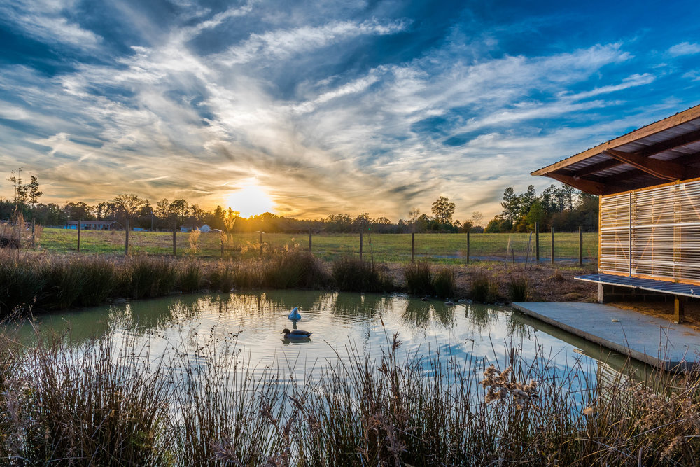 A tranquil farm pond reflecting a vibrant sunset sky, with a duck décor on the water, surrounded by tall grass, with a barn structure to the right and a fenced wide open field in the background.