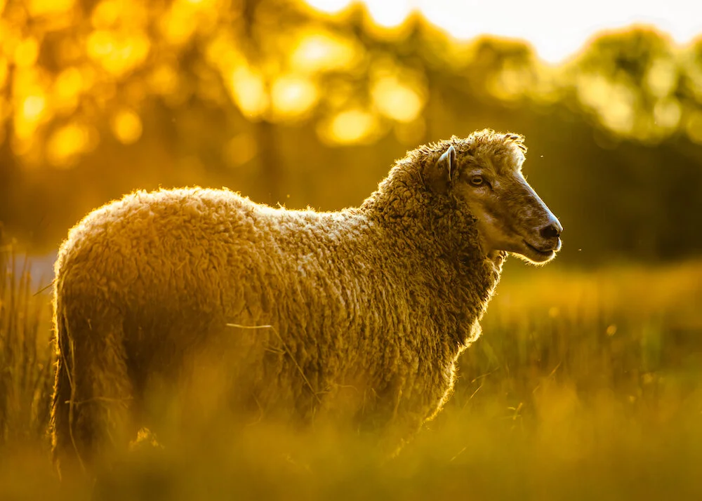 A sheep standing in a field during sunset with blurred trees in the background.
