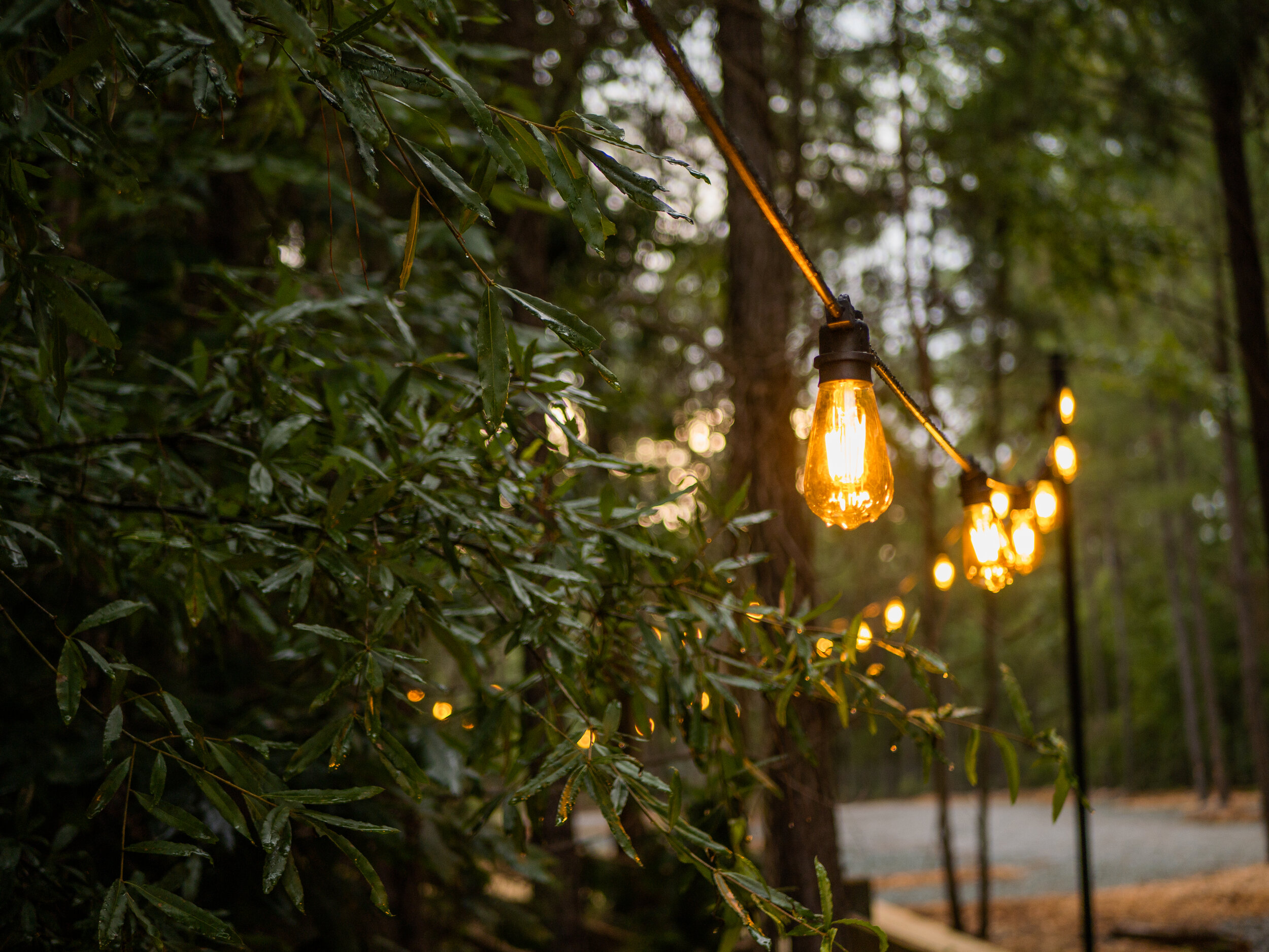 String of outdoor Edison-style light bulbs hanging among wet green foliage and trees during dusk.