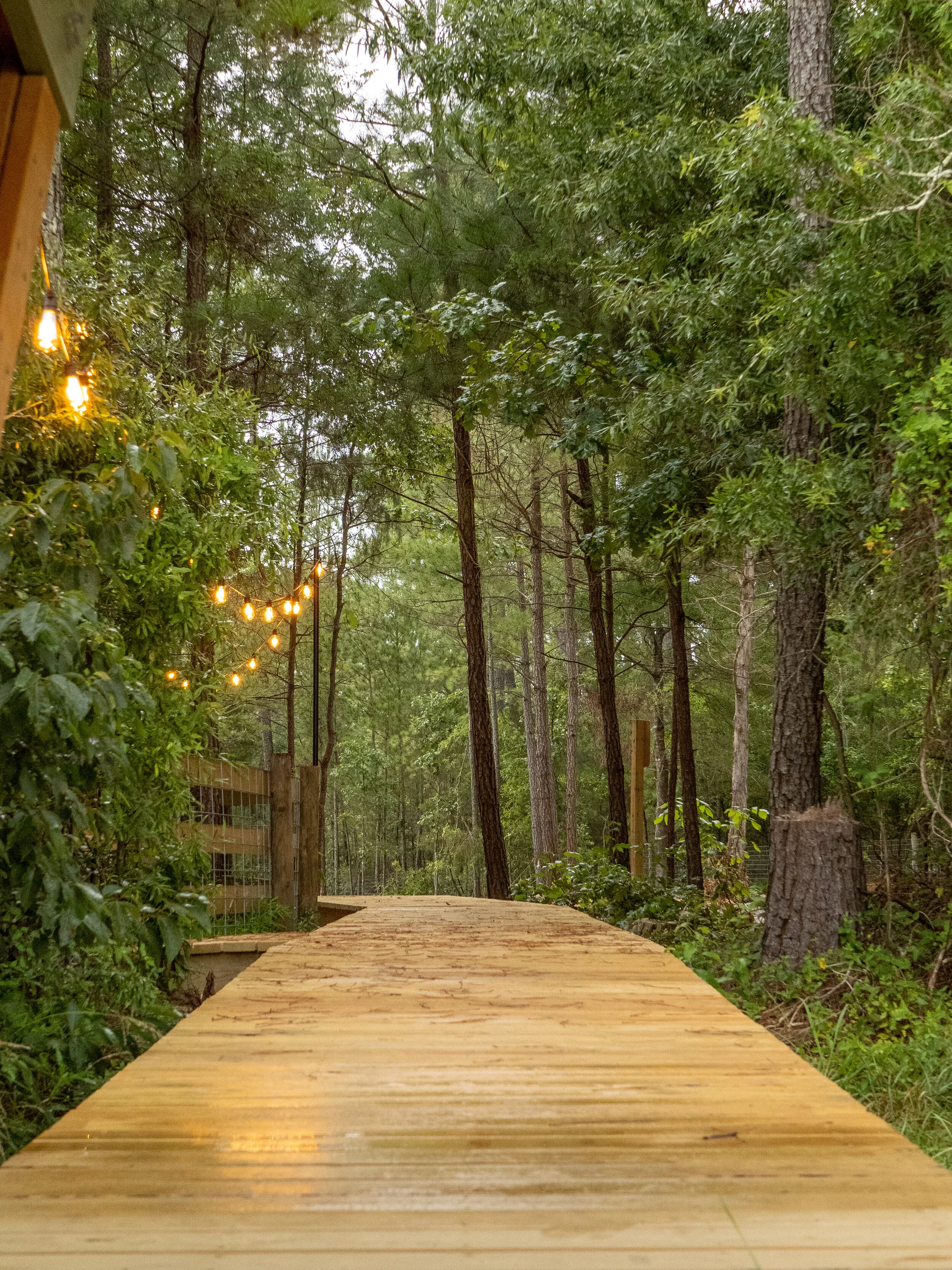 Wooden pathway leading into a green forest with trees and string lights hanging on the left side.