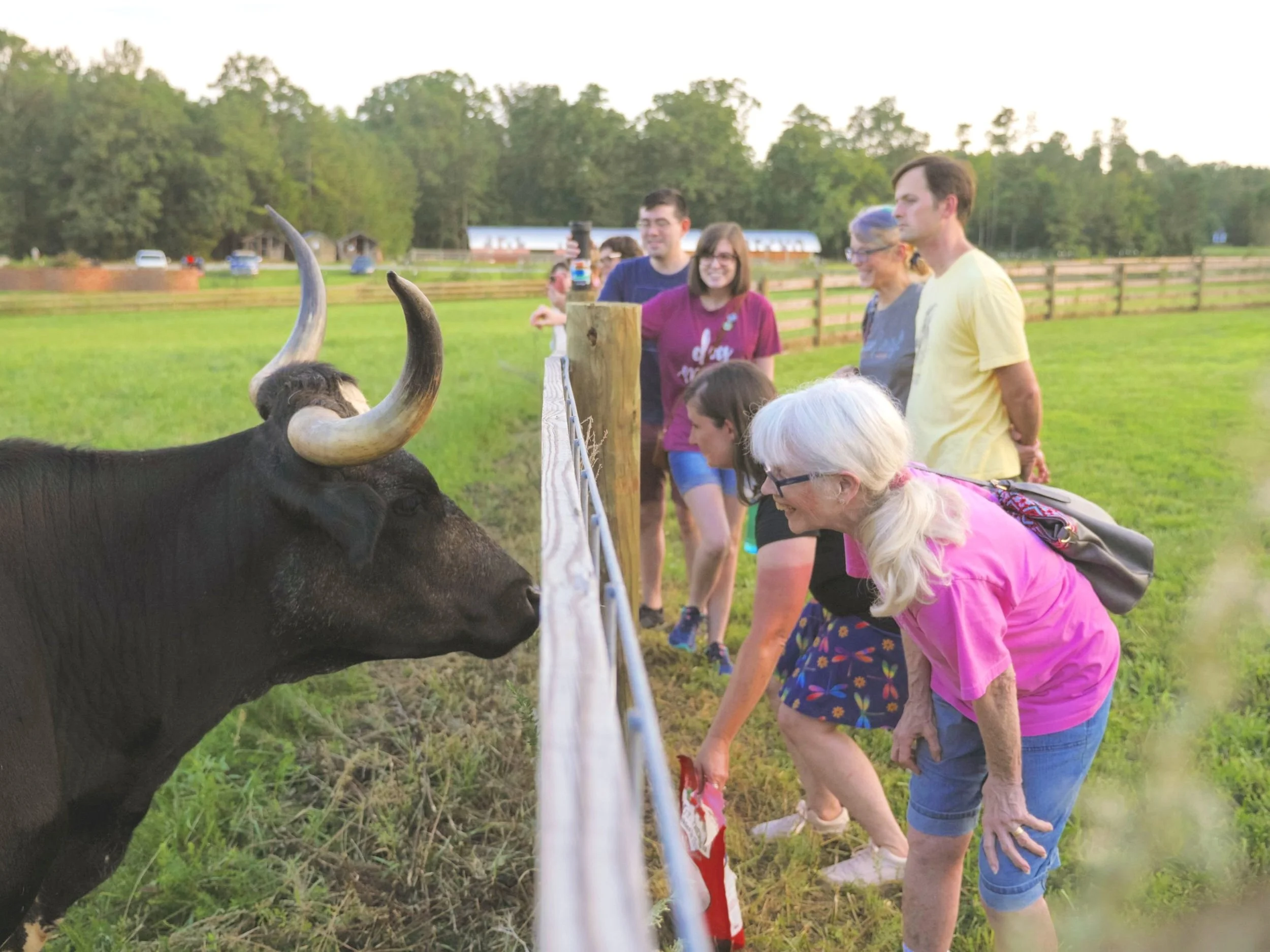 A group of people feeding a buffalo at a farm, with a wooden fence and trees in the background.