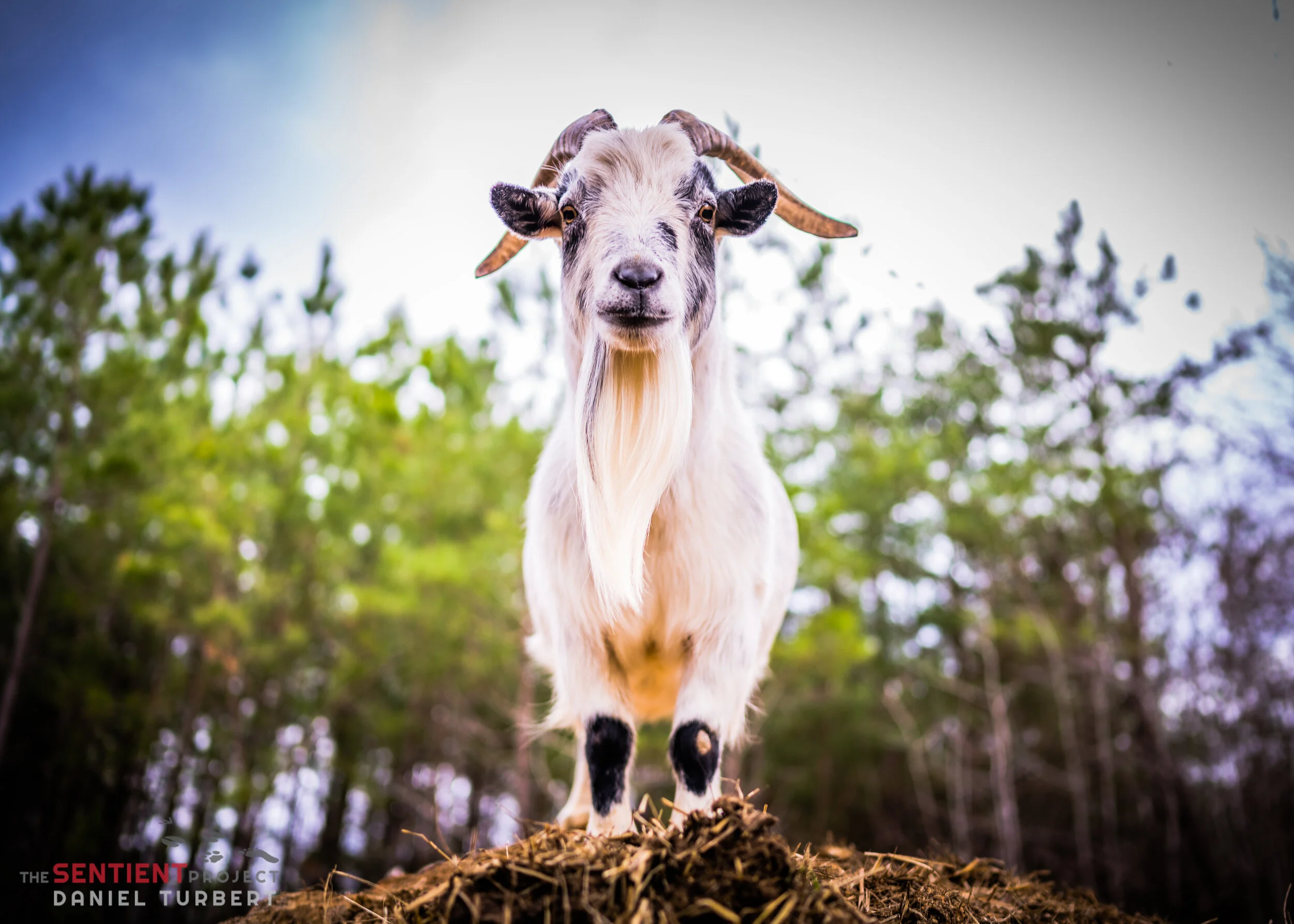 A goat with black and white fur standing on a mound of earth, looking directly at the camera, with a backdrop of blurred green trees and a bright sky.