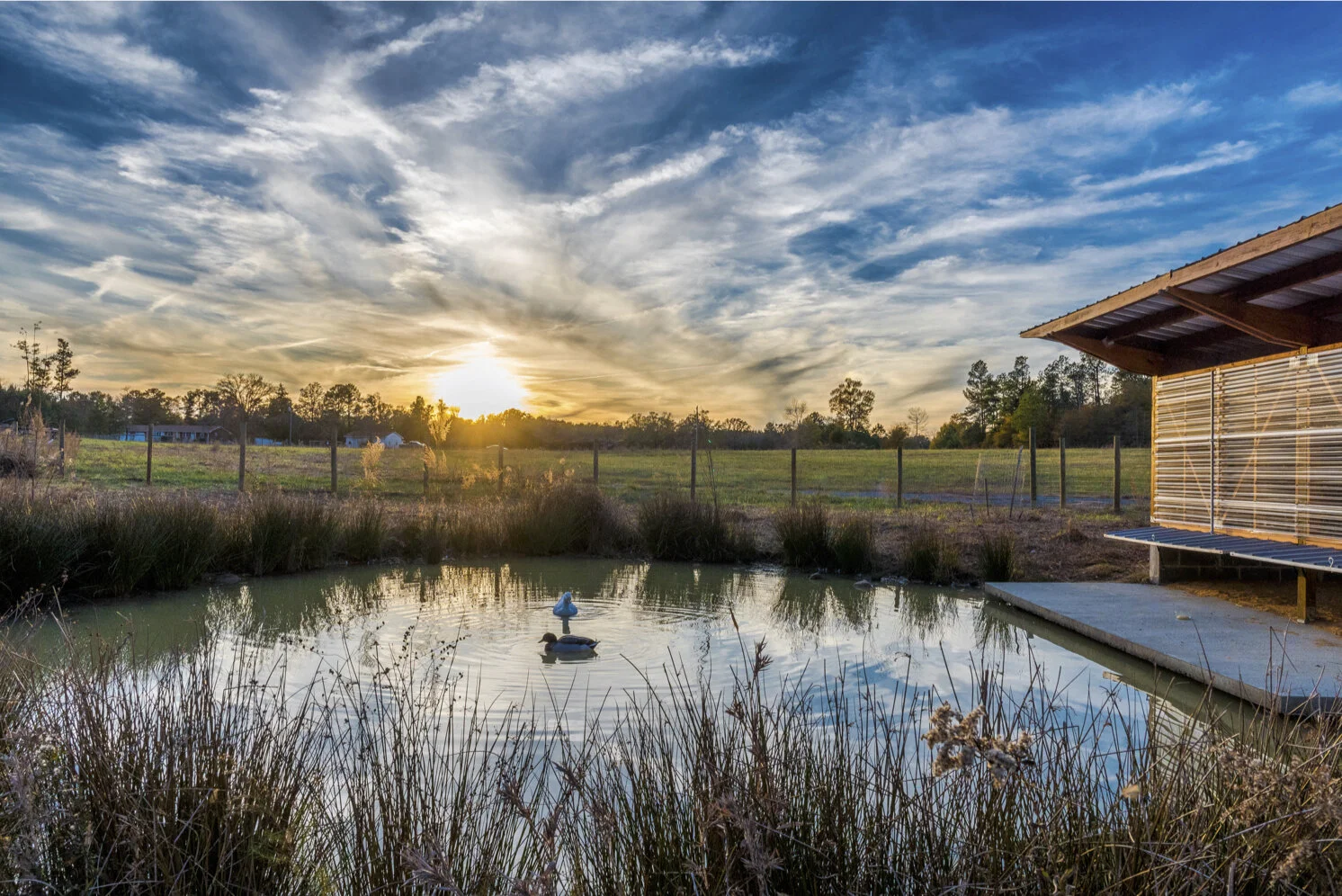 Duck Pond.jpg