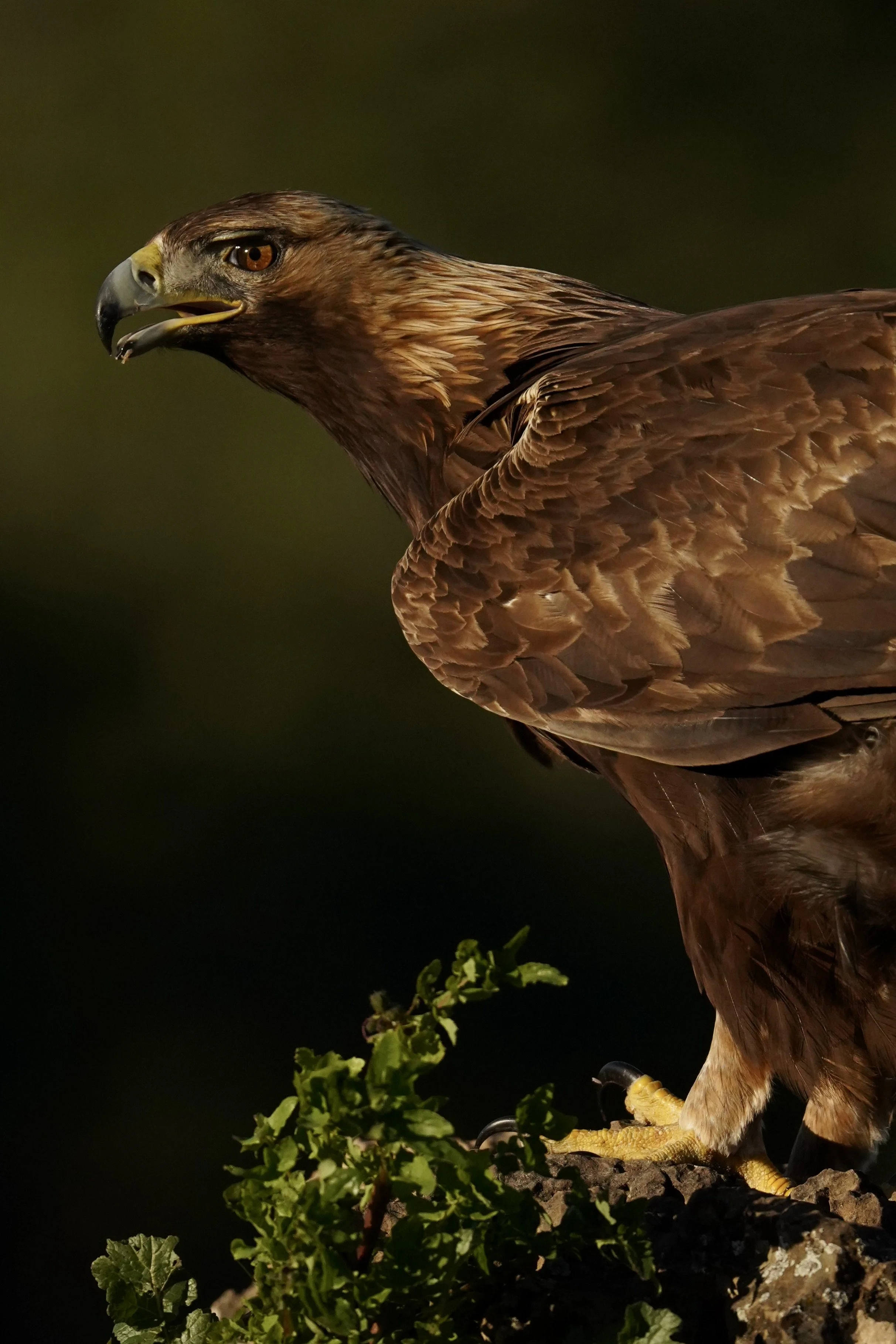 Birds of Prey Expedition