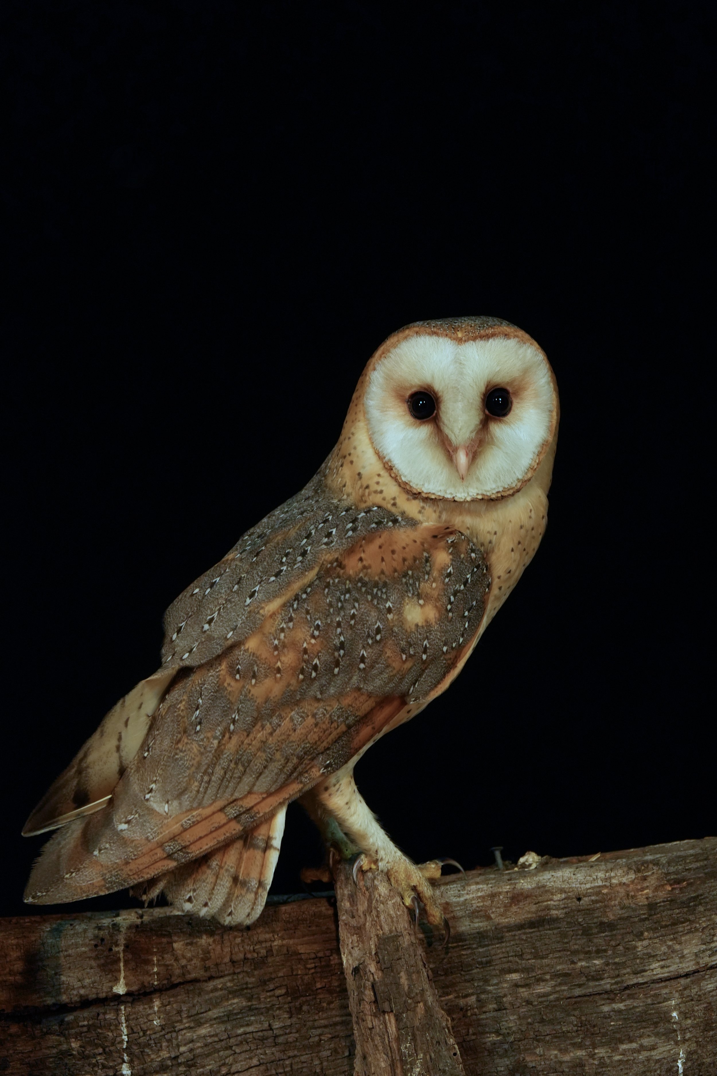 Dutch Wildlife Photography Expedition