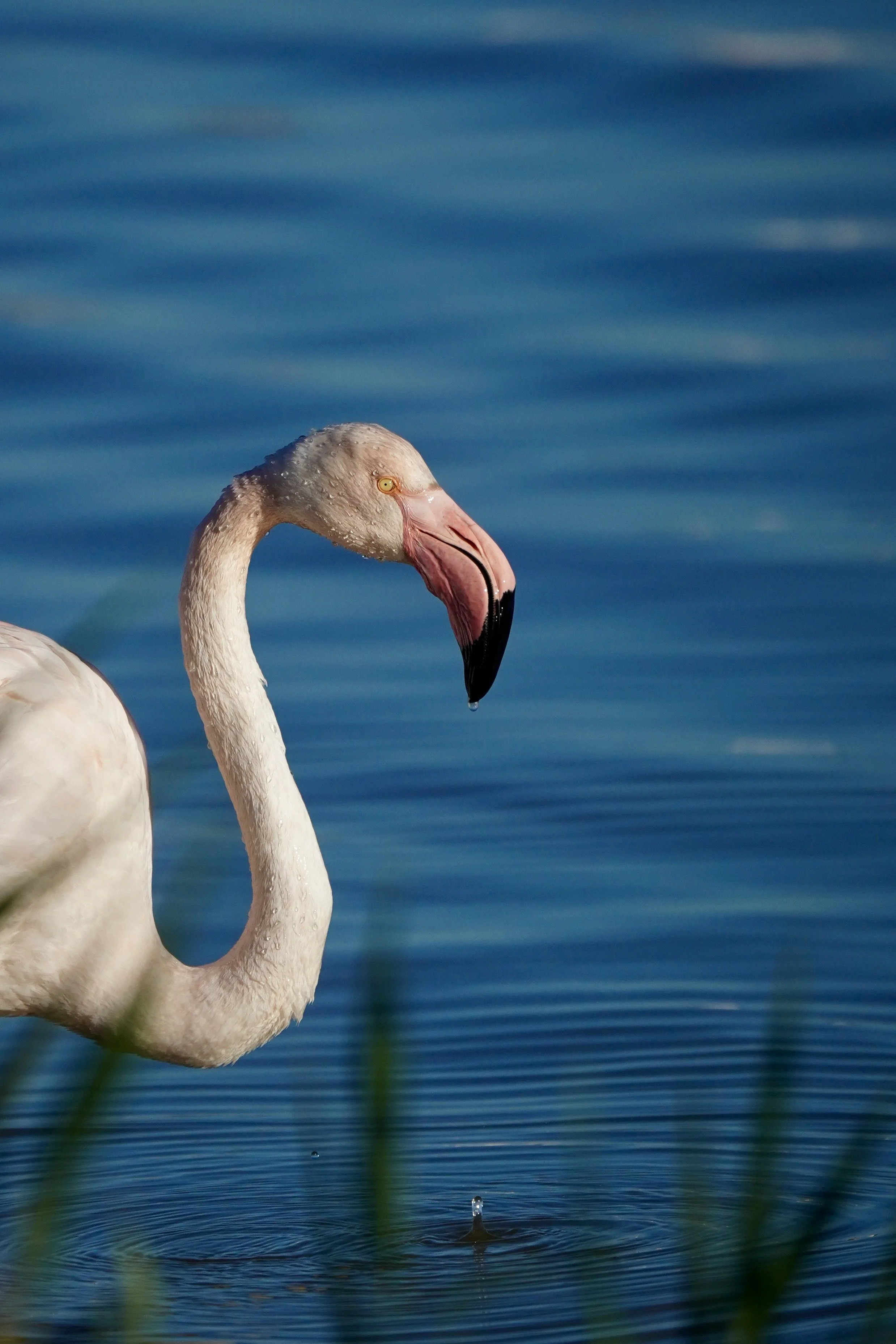 Flamingo Photography Half Day Tour