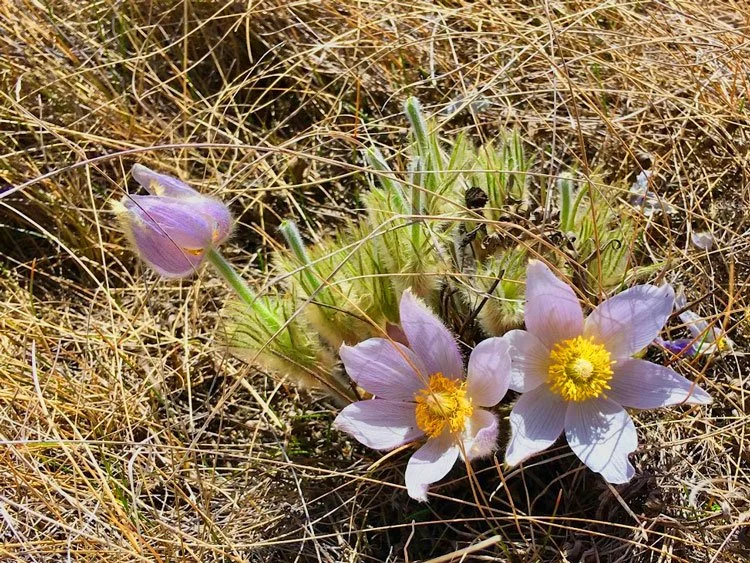 Close up of prairie crocuses in a field.