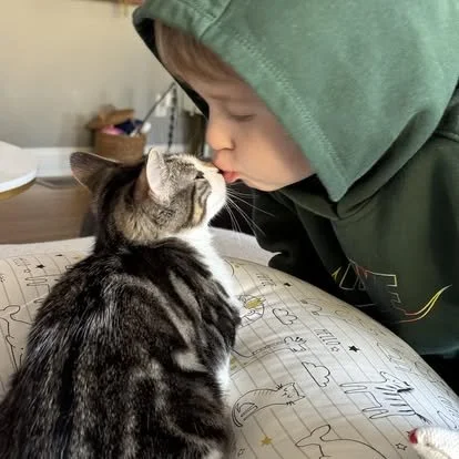 Child and domestic short-haired cat touching noses, on a table with drawings.