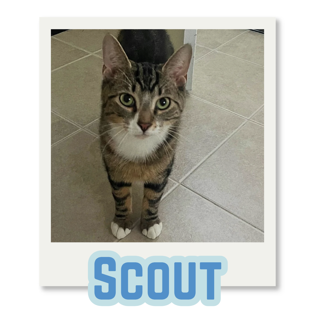 A tabby cat with green eyes and white paws standing on a tiled floor, looking up at the camera, with the word 'SCOUT' in blue letters underneath.
