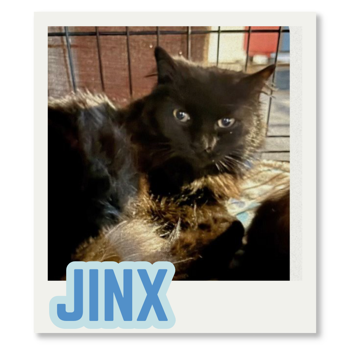A black cat with yellow eyes lying inside a cage, with its head resting on another animal. The name JINX is written in large blue letters at the bottom of the image.