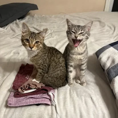 Two tabby cats sitting on a bed with pajamas and blankets, one looking at the camera and the other yawning.